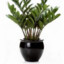 Suicidal Plant