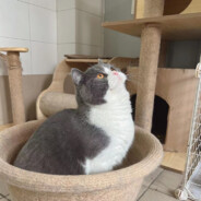 裤裆藏抢被狗追