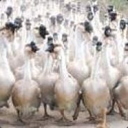 雲洲大儒侠史艳文