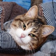 能先殺我隊友嗎？