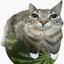Cat_On_Watermelon