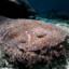 Tasselled Wobbegong