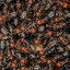 A colony of 10000 ants
