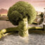 BOBBY BROCOLI