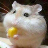 鼠鼠敲可爱滴捏˃◡˂