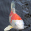 Dean the Koi