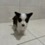 DogZion