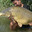 Holy carp (fish reference)'s Avatar