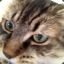 Monsieur Tibbles