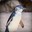 CrystalPenguin
