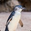 CrystalPenguin's avatar