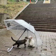 别追了我自己上树