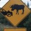 M¢-®£§- Moose
