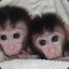 Twin Monkey