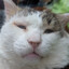 TalkToCat