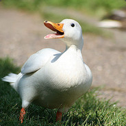 Duck of Scot