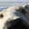 PolarBear