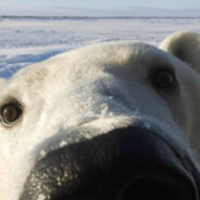 PolarBear