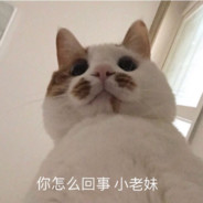 一坨貓毛吉波丸