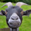 KUBORK_GOAT