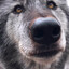 ♥Aria The Tomboy Wolf♥