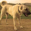 Kangal Karabaş