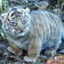 MustardTiger