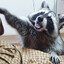 Raccoon_Guy