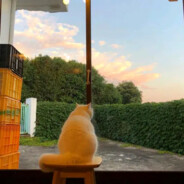 爱碰瓷儿的老登