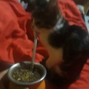 gato