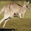 Mildly offended kangaroo