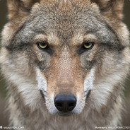 地球上的天王星