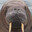 Walrus