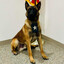 K9DOM