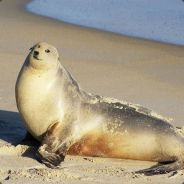 [DERP] Leutnant_Lego