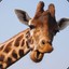 Girrafe_Tounge