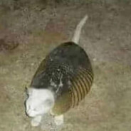 炙燒石桂魚吐司蛋