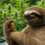 Stoned Sloth