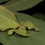 Leaf Bug