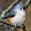 titmouse