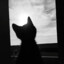 catman