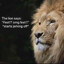 the lion rapes the small dog