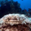 WOBBEGONG