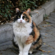 歡迎來到哈基米基哈的