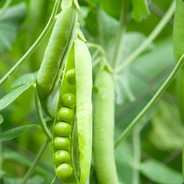 卖女孩的小火柴