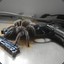 Spider with a Gun