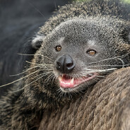 Binturong