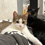 строго лоутаб