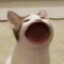 koenineter