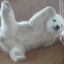 CloudyBear